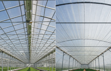 Polyvinyl Chloride Greenhouse vs Polycarbonate